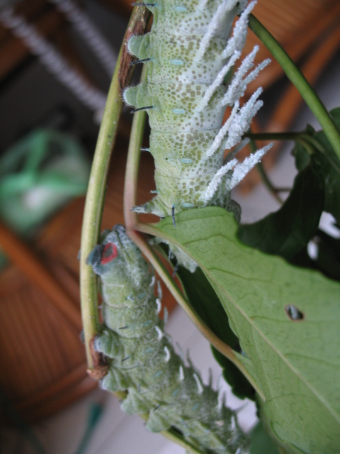 «ö¦¹¦b·sµøµ¡ÂsÄý¹Ï¤ù