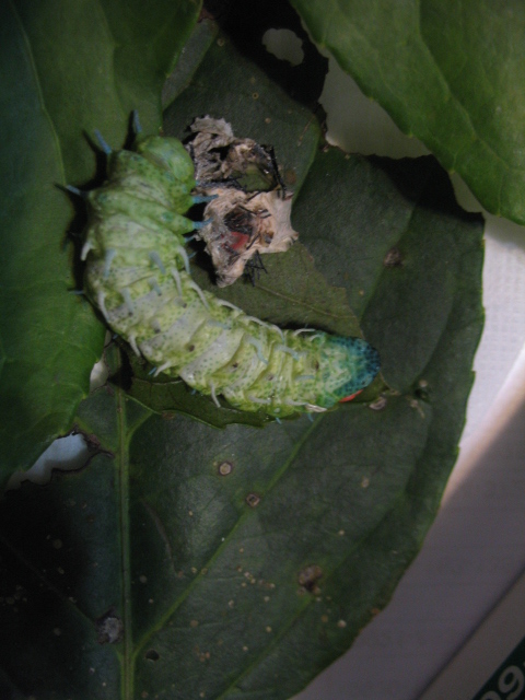 «ö¦¹¦b·sµøµ¡ÂsÄý¹Ï¤ù