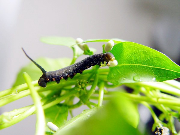 按此在新視窗瀏覽圖片