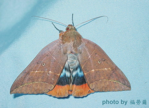 按此在新視窗瀏覽圖片