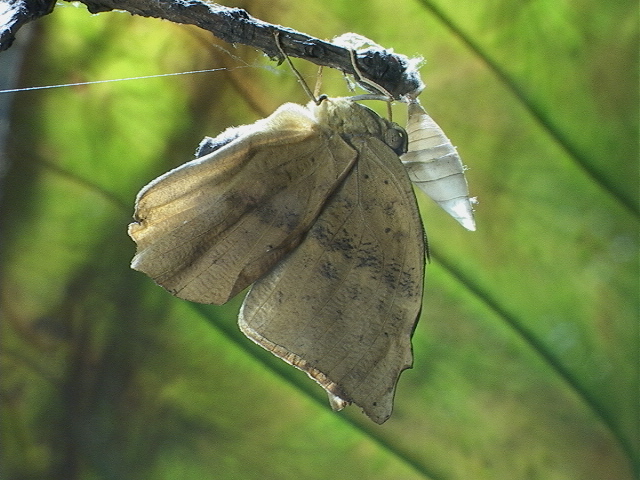 按此在新視窗瀏覽圖片