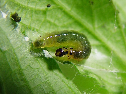 按此在新視窗瀏覽圖片