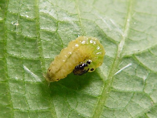 按此在新視窗瀏覽圖片