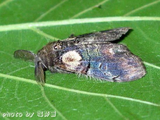 按此在新視窗瀏覽圖片