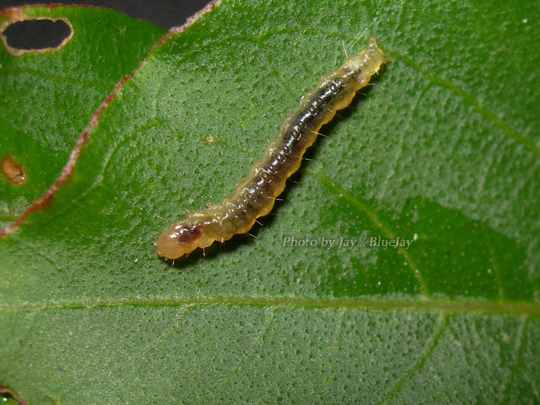 按此在新視窗瀏覽圖片