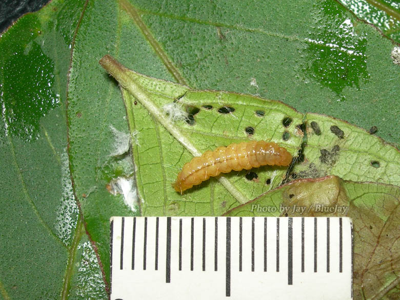 按此在新視窗瀏覽圖片