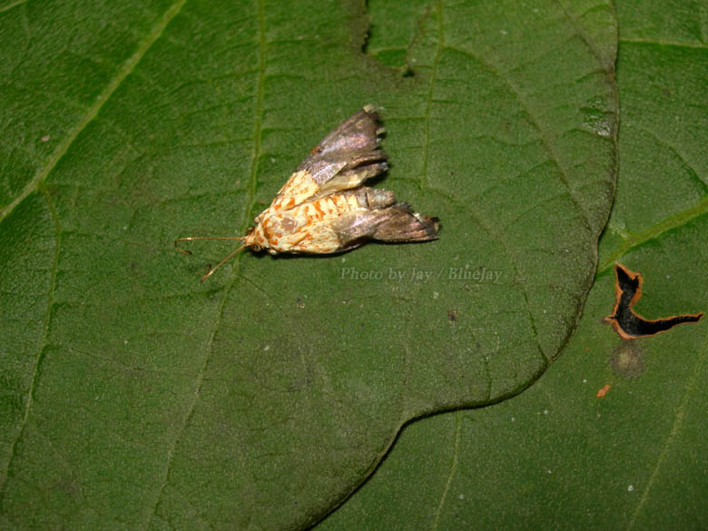 按此在新視窗瀏覽圖片