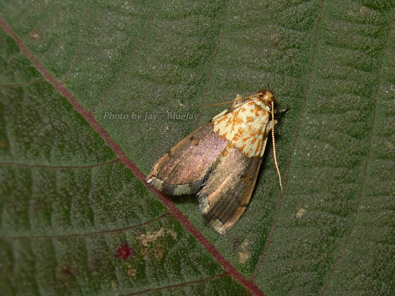 按此在新視窗瀏覽圖片