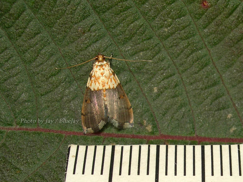 按此在新視窗瀏覽圖片