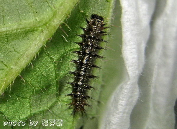 按此在新視窗瀏覽圖片