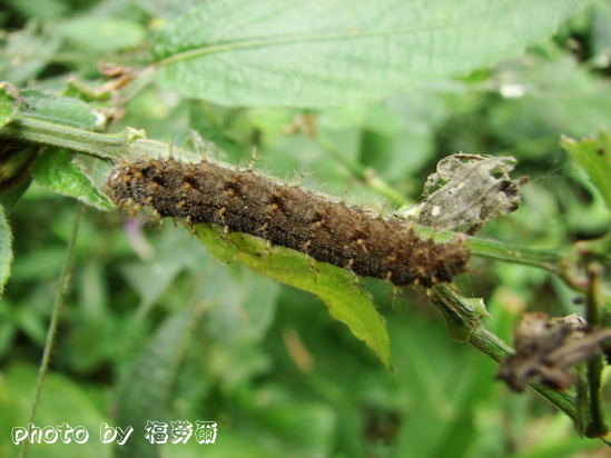 按此在新視窗瀏覽圖片