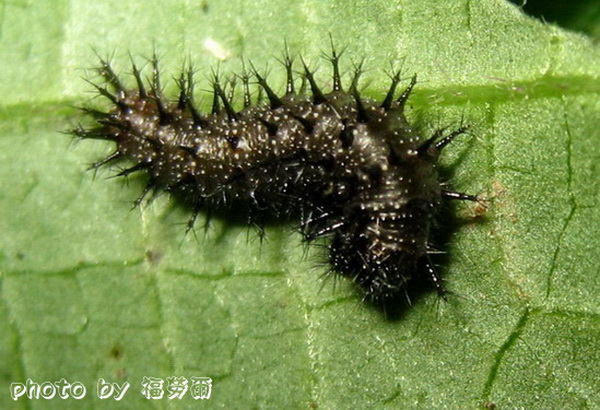 按此在新視窗瀏覽圖片