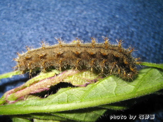 按此在新視窗瀏覽圖片