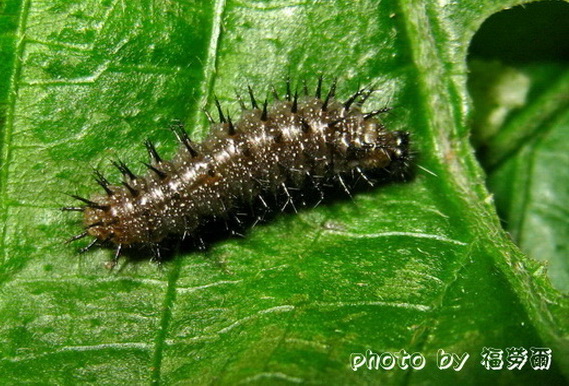 按此在新視窗瀏覽圖片