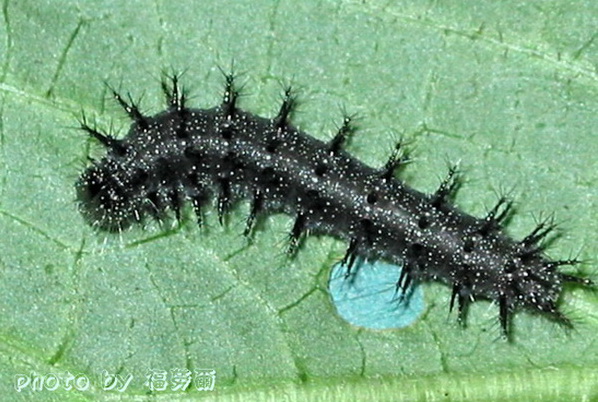 按此在新視窗瀏覽圖片