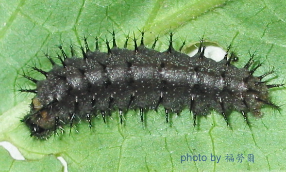 按此在新視窗瀏覽圖片