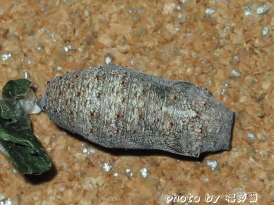 按此在新視窗瀏覽圖片