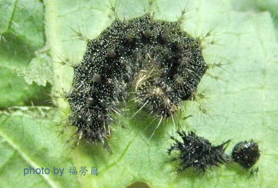 按此在新視窗瀏覽圖片