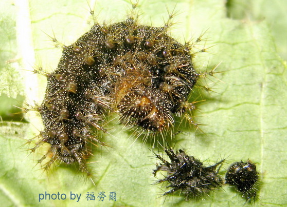 按此在新視窗瀏覽圖片