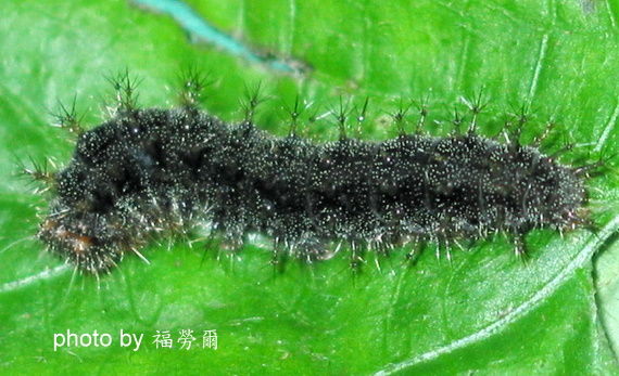 按此在新視窗瀏覽圖片