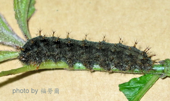 按此在新視窗瀏覽圖片