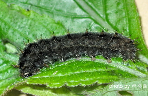 按此在新視窗瀏覽圖片