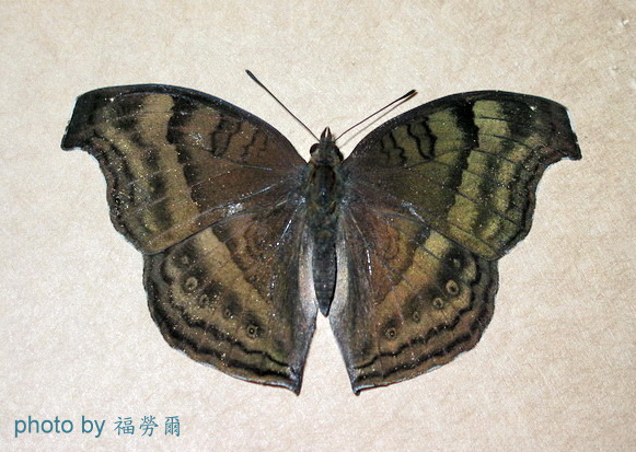 按此在新視窗瀏覽圖片