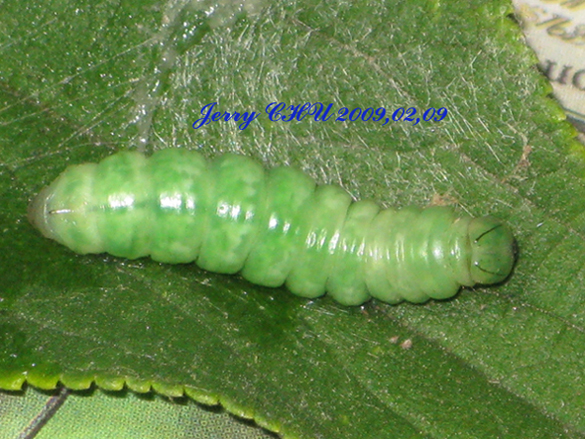 按此在新視窗瀏覽圖片