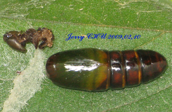 按此在新視窗瀏覽圖片