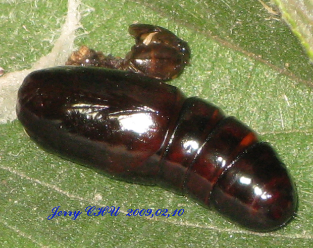 按此在新視窗瀏覽圖片