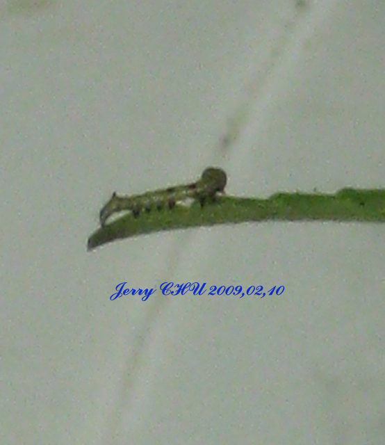 按此在新視窗瀏覽圖片