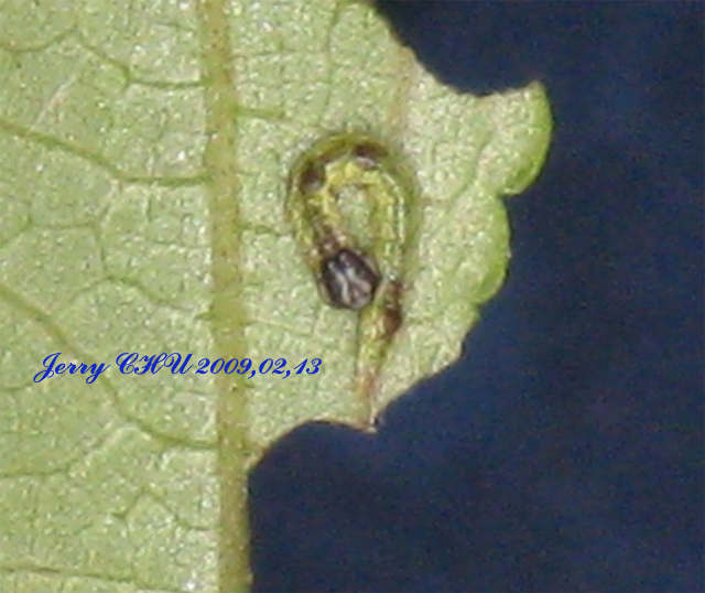 按此在新視窗瀏覽圖片