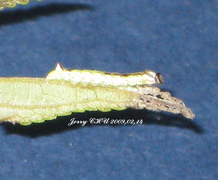 按此在新視窗瀏覽圖片