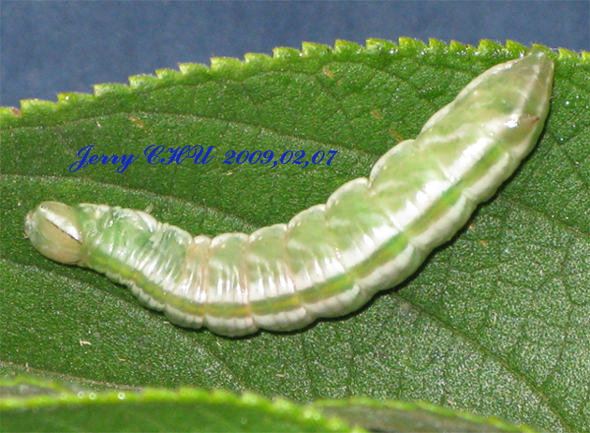 按此在新視窗瀏覽圖片