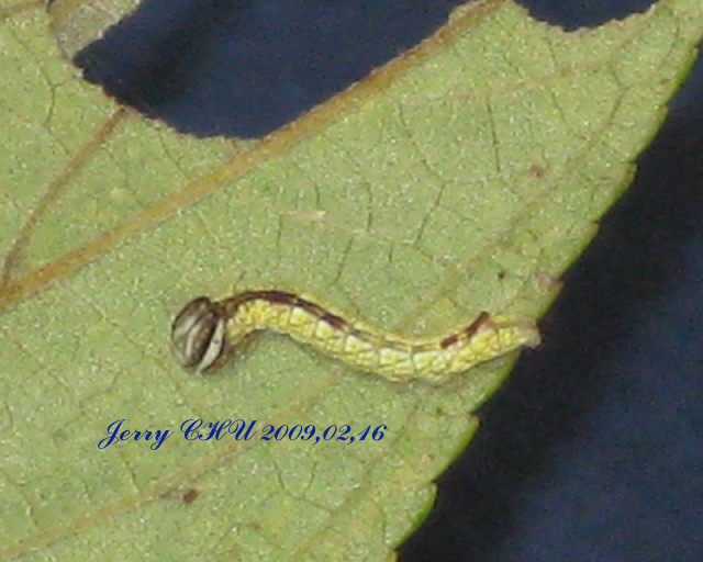 按此在新視窗瀏覽圖片