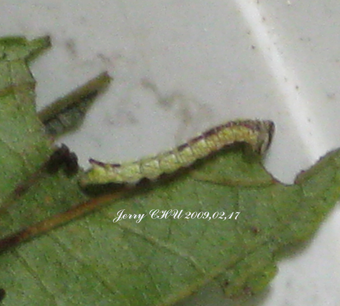 按此在新視窗瀏覽圖片