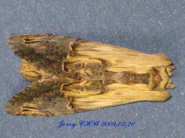 按此在新視窗瀏覽圖片