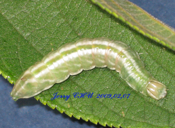 按此在新視窗瀏覽圖片