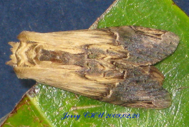 按此在新視窗瀏覽圖片