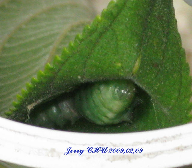 按此在新視窗瀏覽圖片