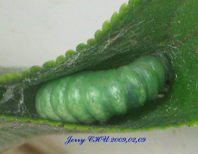 按此在新視窗瀏覽圖片