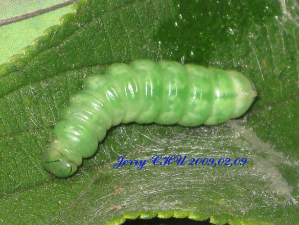 按此在新視窗瀏覽圖片