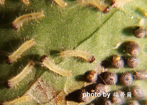 按此在新視窗瀏覽圖片