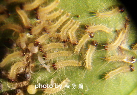 按此在新視窗瀏覽圖片