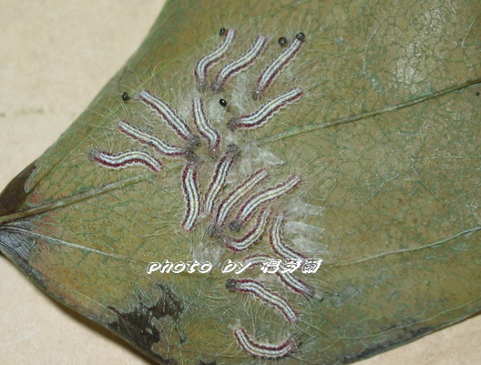 按此在新視窗瀏覽圖片