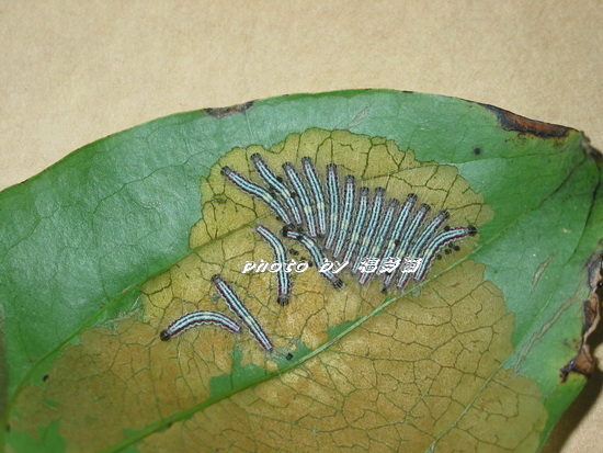 按此在新視窗瀏覽圖片