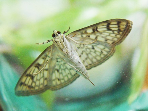 按此在新視窗瀏覽圖片