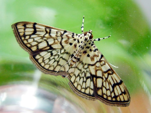 按此在新視窗瀏覽圖片