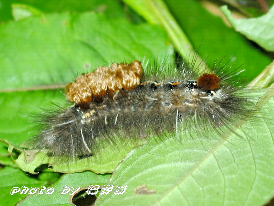 按此在新視窗瀏覽圖片