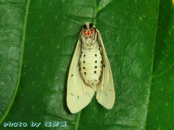 按此在新視窗瀏覽圖片